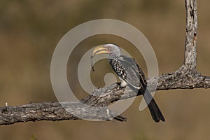 A Southern Yellow-billed Hornbill perched on a branch with a worm in its beak