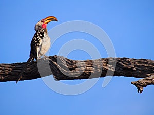 Southern yellow-billed hornbill