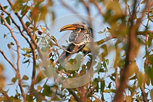 Southern yellow-billed hornbill perched in tree