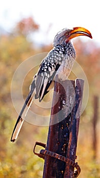 Southern yellow-billed hornbill on a post