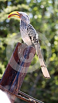 Southern yellow-billed hornbill on a post