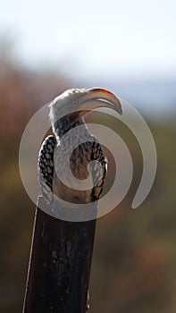 Southern yellow-billed hornbill on a post