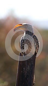 Southern yellow-billed hornbill on a post