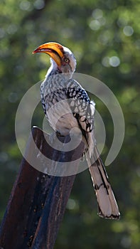 Southern yellow-billed hornbill on a post