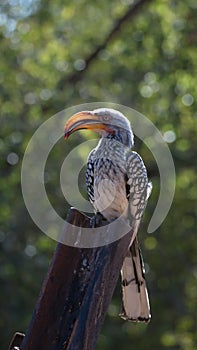 Southern yellow-billed hornbill on a post