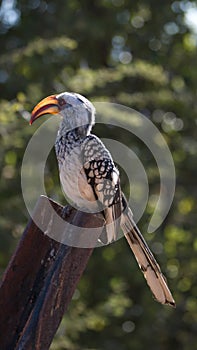 Southern yellow-billed hornbill on a post