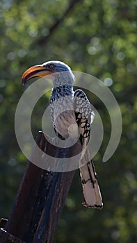 Southern yellow-billed hornbill on a post