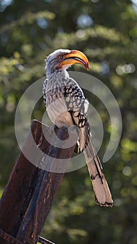 Southern yellow-billed hornbill on a post