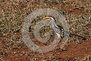 Southern yellow-billed hornbill searching for food on the ground