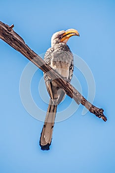 Southern Yellow Billed Hornbill