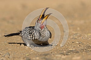 A Southern Yellow-billed Hornbill tilting its head back with its bill wide open.