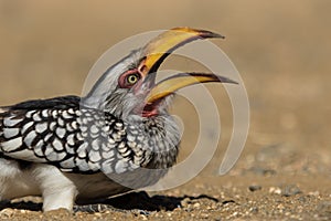 A Southern Yellow-billed Hornbill tilting its head back with its bill wide open.