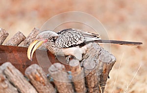 Southern yellow-billed hornbill Tockus leucomelas