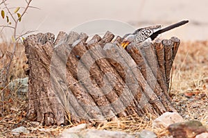 Southern yellow-billed hornbill Tockus leucomelas