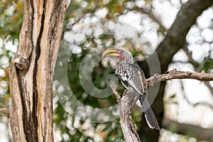 Southern Yellow-Billed Hornbill Tockus leucomelas