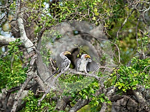 Southern Yellow-Billed Hornbill (Tockus leucomelas