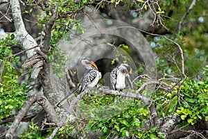 Southern Yellow-Billed Hornbill (Tockus leucomelas