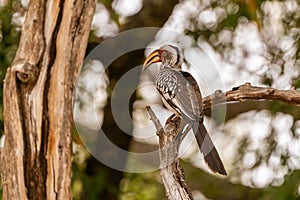 Southern Yellow-Billed Hornbill (Tockus leucomelas