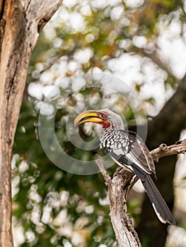 Southern Yellow-Billed Hornbill (Tockus leucomelas