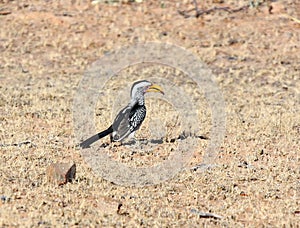 A Southern Yellow-billed Hornbill Tockus leucomelas