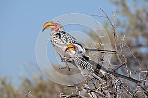 Southern Yellow-billed Hornbill, Tockus leucomelas