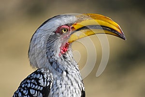 Southern Yellow-billed Hornbill (Tockus leucomelas)