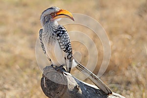 Southern Yellow-billed Hornbill (Tockus leucomelas)