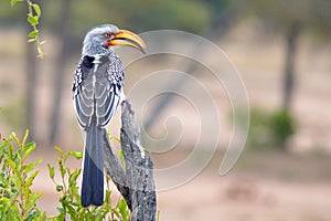 Southern Yellow-billed Hornbill (Tockus leucomelas)