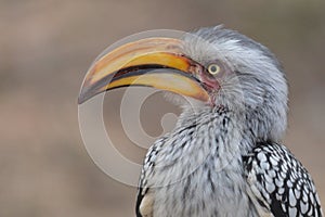 Southern Yellow-billed Hornbill (Tockus leucomelas)