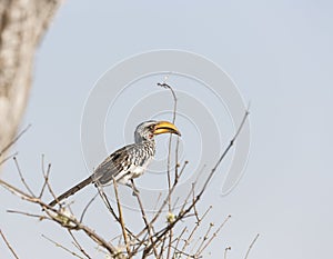 Southern yellow-billed hornbill (Tockus leucomelas)