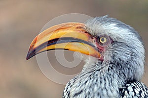 Southern yellow-billed hornbill (Tockus leucomelas)