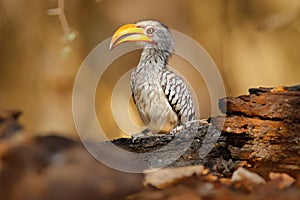 Southern Yellow-billed Hornbill, Tockus leucomelas, bird with big bill in the nature habitat with evening sun, sitting on the bran