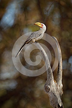 Southern Yellow-billed Hornbill, Tockus leucomelas, bird with big bill in the nature habitat with evening sun, sitting on the bran