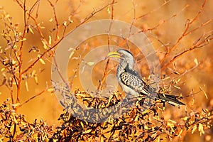 Southern Yellow-billed Hornbill, Tockus leucomelas, bird with big bill in the nature habitat, evening sun, sitting on the branch,