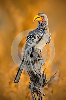 Southern Yellow-billed Hornbill, Tockus leucomelas, bird with big bill in the nature habitat, evening sun, sitting on the branch,