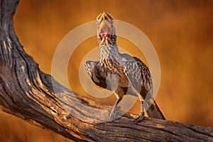 Southern Yellow-billed Hornbill, Tockus leucomelas, bird with big bill in the nature habitat with evening sun, sitting on the