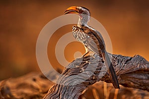 Southern Yellow-billed Hornbill, Tockus leucomelas, bird with big bill in the nature habitat with evening sun, sitting on the