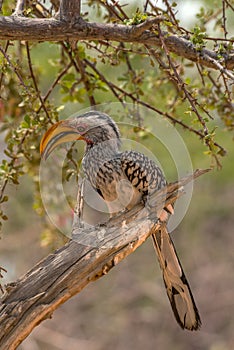 Southern yellow-billed hornbill, Tockus leucomelas, on a branch, Namibia