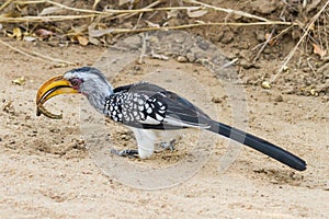 Southern yellow-billed hornbill Tockus leucomelas eating a caterpillar larva