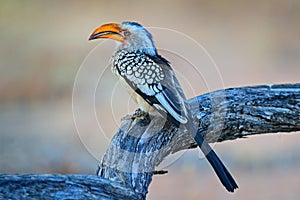 Southern Yellow-billed Hornbill, Tockus leucomelas. Etosha, Namibia, Africa. Detail portrait of bird with big yellow bill.