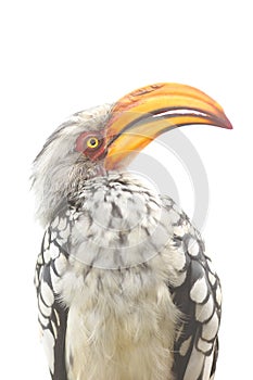 The southern yellow-billed hornbill Tockus leucomelas .Isolated portrait