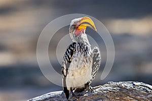 Southern Yellow-billed Hornbill ( Tockus leucomelas) Kgalagadi Transfrontier Park, South Africa