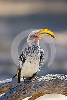 Southern Yellow-billed Hornbill ( Tockus leucomelas) Kgalagadi Transfrontier Park, South Africa