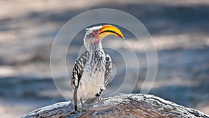 Southern Yellow-billed Hornbill ( Tockus leucomelas) Kgalagadi Transfrontier Park, South Africa