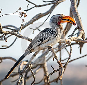 A Southern Yellow Billed Hornbill (Tockus Leucomelas), Kruger National Park