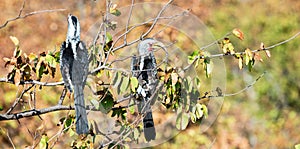 Southern yellow-billed hornbill Tockus leucomelas in the Kruger National Park, South Africa