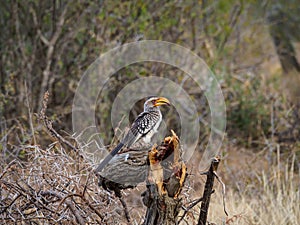 Southern yellow-billed hornbill, Tockus leucomelas. Madikwe Game Reserve, South Africa
