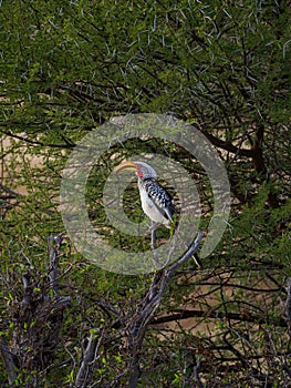 Southern yellow-billed hornbill, Tockus leucomelas. Madikwe Game Reserve, South Africa