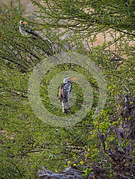 Southern yellow-billed hornbill, Tockus leucomelas. Madikwe Game Reserve, South Africa