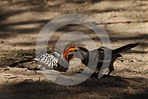 The southern yellow-billed hornbill Tockus leucomelas,pair feeding on the ground